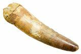Fossil Spinosaurus Tooth - Real Dinosaur Tooth #364203-1